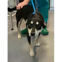 Foto dell\'animale cane - Matr. 2021/0401 - Microchip 380260044541948