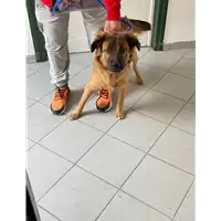 Foto dell\'animale cane - Matr. 2021/0403 - Microchip 380260101770897