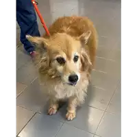 Foto dell\'animale cane - Matr. 2021/0407 - Microchip 380260044280659