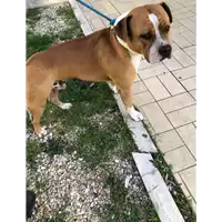 Foto dell\'animale cane - Matr. 2021/0408 - Microchip 380260100506454