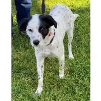 Foto dell\'animale cane - Matr. 2021/0410 - Microchip 380260140129684