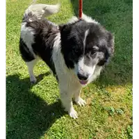 Foto dell\'animale cane - Matr. 2021/0411 - Microchip 380260044277226