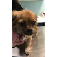 Foto dell\'animale cane - Matr. 2021/0414 - Microchip 642099000722136