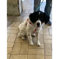 Foto dell\'animale cane - Matr. 2021/0415 - Microchip 380260170025174