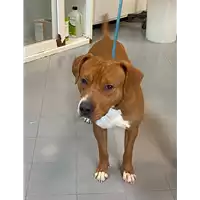 Foto dell\'animale cane - Matr. 2021/0416 - Microchip 380260044279291