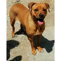 Foto dell\'animale cane - Matr. 2021/0417 - Microchip 380260044278865
