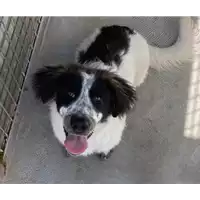 Foto dell\'animale cane - Matr. 2021/0421 - Microchip 380260044278609
