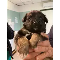 Foto dell\'animale cane - Matr. 2021/0422 - Microchip 380260044280794