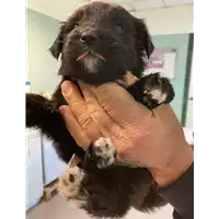 Foto dell\'animale cane - Matr. 2021/0423 - Microchip 380260044280077