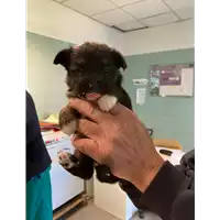 Foto dell\'animale cane - Matr. 2021/0424 - Microchip 380260044280821