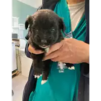 Foto dell\'animale cane - Matr. 2021/0425 - Microchip 380260044281112