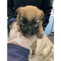 Foto dell\'animale cane - Matr. 2021/0426 - Microchip 380260044278809