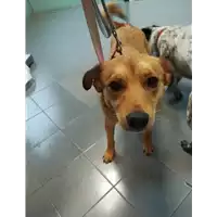 Foto dell\'animale cane - Matr. 2021/0428 - Microchip 380260044280951