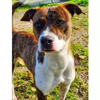 Foto dell\'animale cane - Matr. 2020/1357 - Microchip 380260043632301