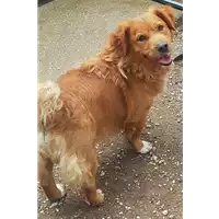 Foto dell\'animale cane - Matr. 2021/0431 - Microchip 380260002387485