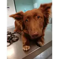 Foto dell\'animale cane - Matr. 2021/0430 - Microchip 380260044280243