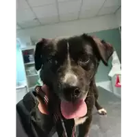 Foto dell\'animale cane - Matr. 2021/0432 - Microchip 380260044281317