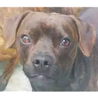 Foto dell\'animale cane - Matr. 2021/0433 - Microchip 380260044280510