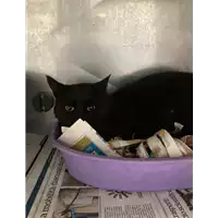 Foto dell\'animale gatto - Matr. 2020/0276 - Microchip 380260043526656