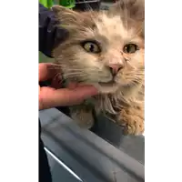 Foto dell\'animale gatto - Matr. 2021/0436 - Microchip 380260044279846