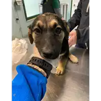 Foto dell\'animale cane - Matr. 2021/0439 - Microchip 380260044550669