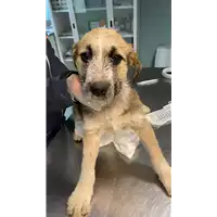 Foto dell\'animale cane - Matr. 2021/0441 - Microchip 380260044550462