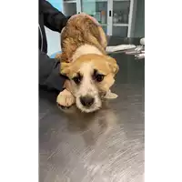 Foto dell\'animale cane - Matr. 2021/0442 - Microchip 380260044550412