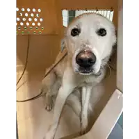 Foto dell\'animale cane - Matr. 2021/0445 - Microchip 380260044550679