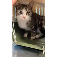gatto - Matr. 2021/0447 - Microchip 380260044550513