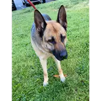 Foto dell\'animale cane - Matr. 2021/0448 - Microchip 380260044551092