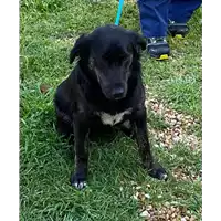 Foto dell\'animale cane - Matr. 2021/0450 - Microchip 380260044551084