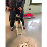 Foto dell\'animale cane - Matr. 2021/0454 - Microchip 380260000703741