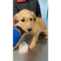 Foto dell\'animale cane - Matr. 2021/0457 - Microchip 380260044550982