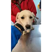 Foto dell\'animale cane - Matr. 2021/0458 - Microchip 380260044550737