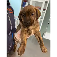 Foto dell\'animale cane - Matr. 2021/0459 - Microchip 380260044550729