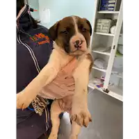 Foto dell\'animale cane - Matr. 2021/0460 - Microchip 380260044550681