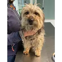 Foto dell\'animale cane - Matr. 2021/0456 - Microchip 380260044550966