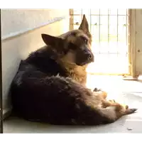 Foto dell\'animale cane - Matr. 2017/0621 - Microchip 380260043149385