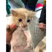 Foto dell\'animale gatto - Matr. 2021/0465 - Microchip 380260044541983