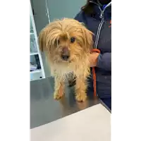 Foto dell\'animale cane - Matr. 2021/0463 - Microchip 380260044541280