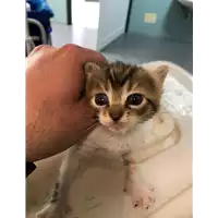 Foto dell\'animale gatto - Matr. 2021/0464 - Microchip 380260044541415