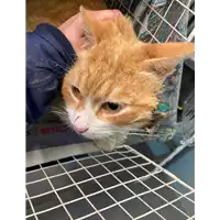 Foto dell\'animale gatto - Matr. 2021/0466 - Microchip 380260044281005
