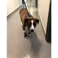Foto dell\'animale cane - Matr. 2021/0468 - Microchip 380260042942820