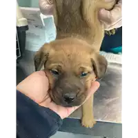 Foto dell\'animale cane - Matr. 2021/0470 - Microchip 380260044541583