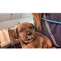 Foto dell\'animale cane - Matr. 2021/0471 - Microchip 380260044541972