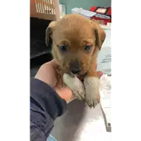 Foto dell\'animale cane - Matr. 2021/0472 - Microchip 380260044541343