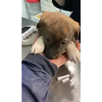 Foto dell\'animale cane - Matr. 2021/0473 - Microchip 380260044541733