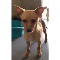 Foto dell\'animale cane - Matr. 2017/0623 - Microchip 380260043150046
