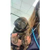 Foto dell\'animale cane - Matr. 2021/0475 - Microchip 380260044541459