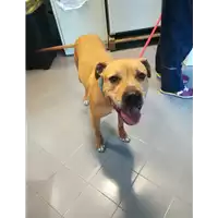 Foto dell\'animale cane - Matr. 2021/0476 - Microchip 380260042558527